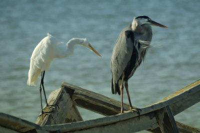 Egret and Heron