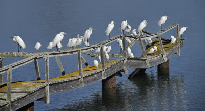 Egret Convention