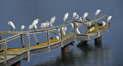 Egret Unconventional