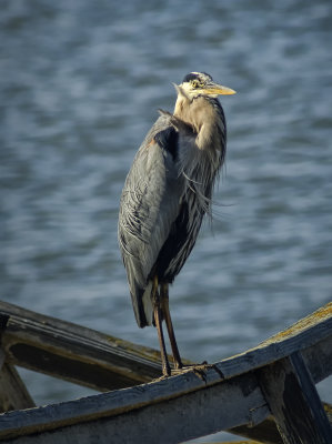 Heron in Tails