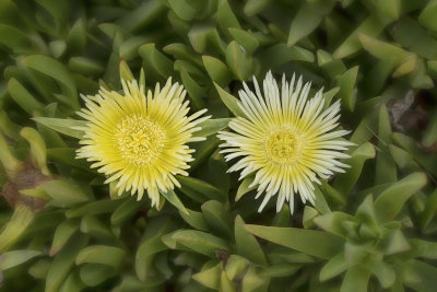 Yellow Iceplant Blossom