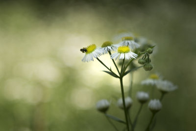 Eastern Daisy Fleabane - Mount Horeb, Wisconson