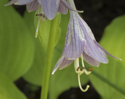 Hosta