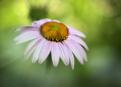 Purple Cone Flower