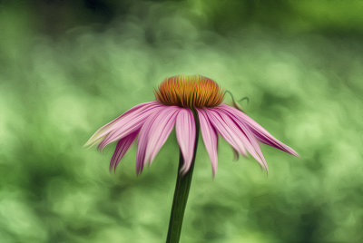 Purple Coneflower