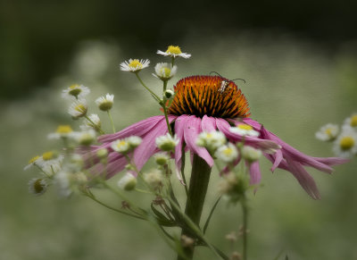 Purple Coneflower and Bug