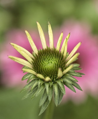 Pale Purple Coneflower