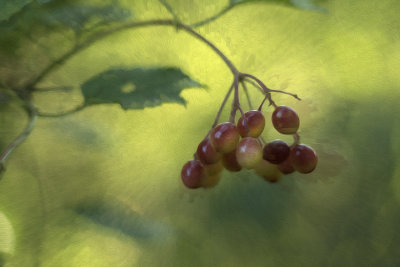 High Bush Cranberry