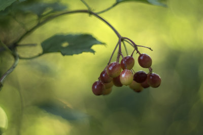 High Bush Cranberry