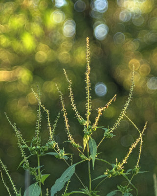 Ragweed More Bubbles