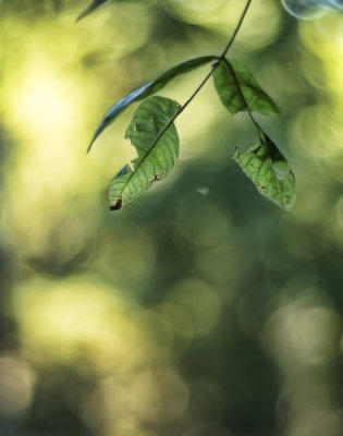 Fall Leaf