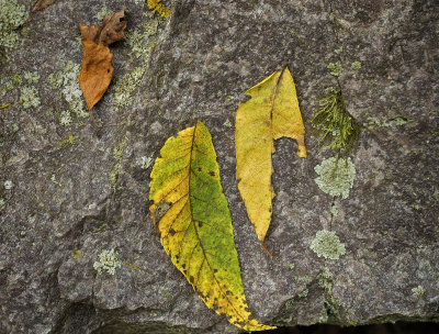 Fall Leaves on Rock