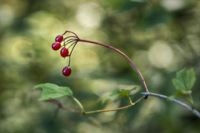 Highbush Cranberry