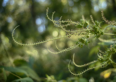 Ragweed