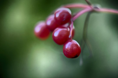 Highbush Cranberry