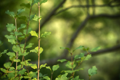 Leaves