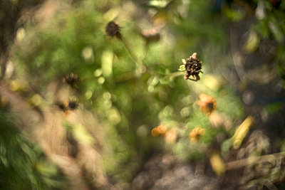 Shriveled Seed head and Bokeh