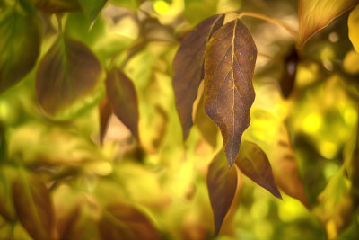 Lilac Bush - Fall Colored Leaves