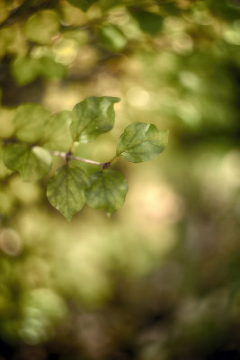 Leaves