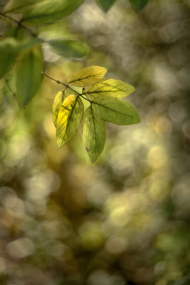Leaves and Bokeh