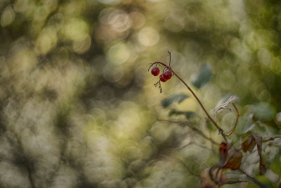 Highbush Cranberry
