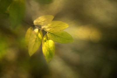 Leaves