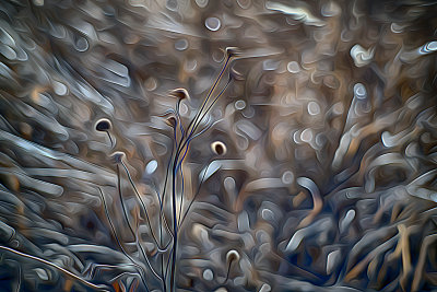 Winter Weeds