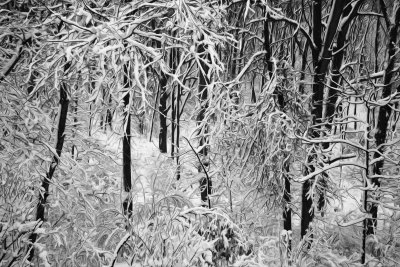 Snowy Woods