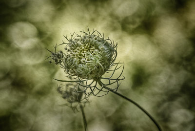 Queen Anne's Lace