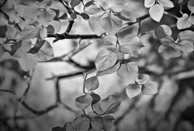 Shrub