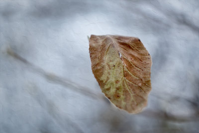 Winter Leaf