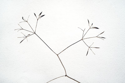 Seed Heads