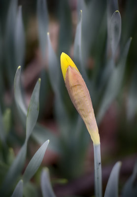 Daffodil Bud