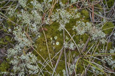 Mosses and Lichen, Upper Michigan