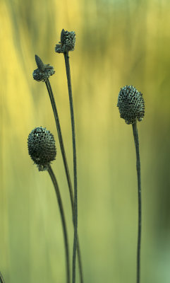 Yellow Coneflower Seed Head