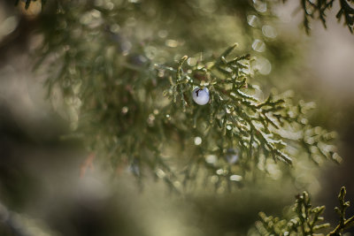 Juniper Berry - Utah