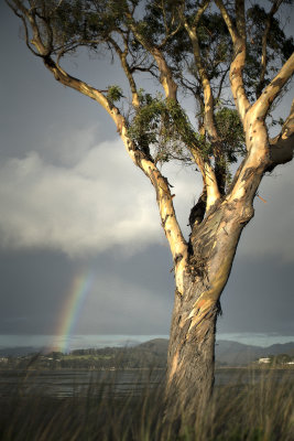 Eucalyptus and Rainbow