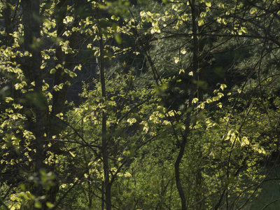 Spring Leaves
