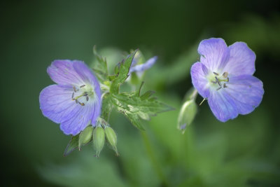Wild Geraniums