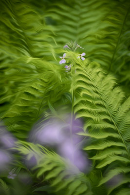 Dame's Rocket in the Ferns