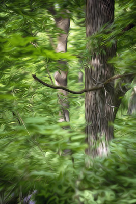 Oak Tree