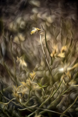 Seedhead
