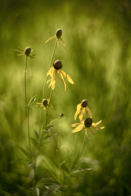 Yellow Coneflower