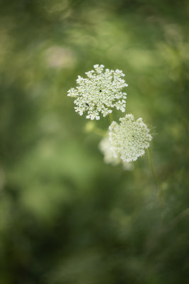 Queen Ann's Lace