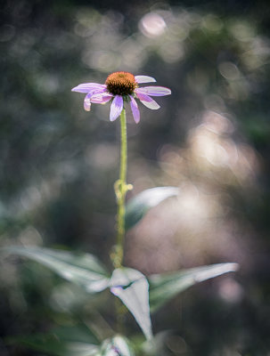 Purple Coneflower