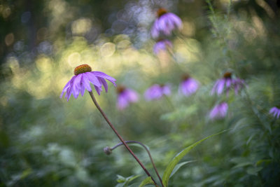 Purple Coneflowers