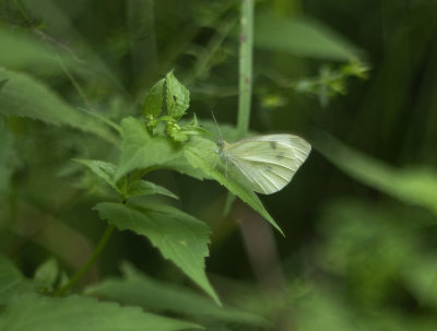 Cabbage Butterfly