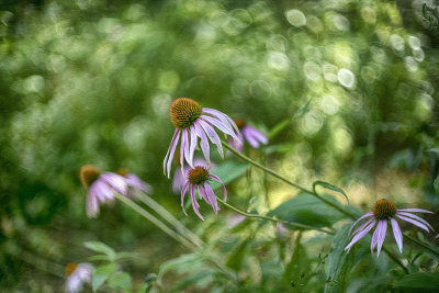 Purple Coneflower