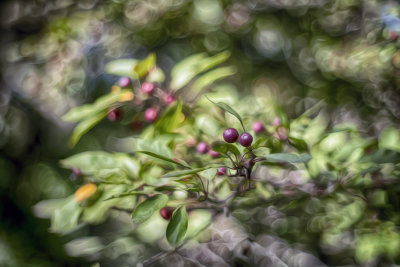 Crab Apple