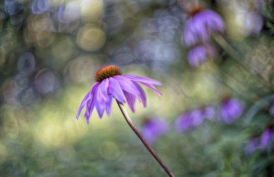 Purple Coneflowers